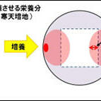 菌糸侵入距離法簡易図.jpg