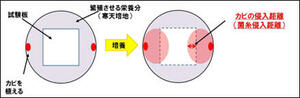 菌糸侵入距離法簡易図.jpg